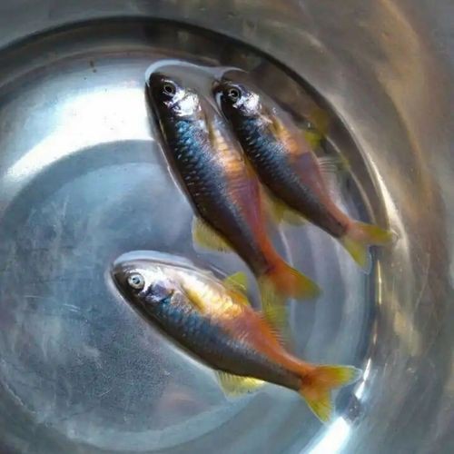 玫瑰丹魚圖片，玫瑰丹是個什么魚