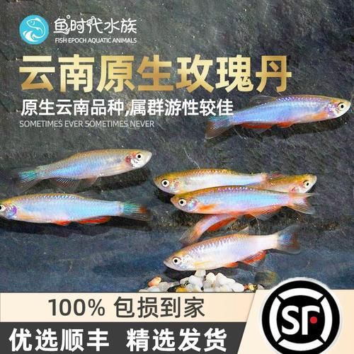 玫瑰丹魚圖片，玫瑰丹是個什么魚