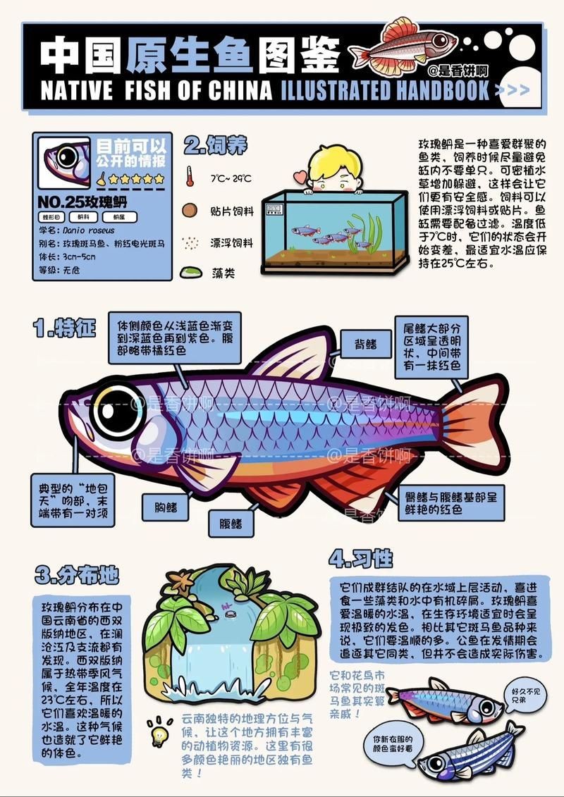 玫瑰丹魚圖片，玫瑰丹是個什么魚