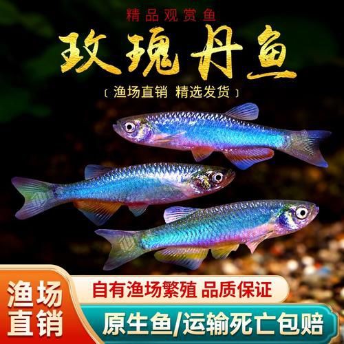 玫瑰丹魚圖片，玫瑰丹是個什么魚