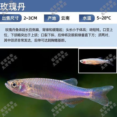 玫瑰丹魚圖片，玫瑰丹是個什么魚