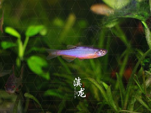 玫瑰丹魚圖片，玫瑰丹是個什么魚