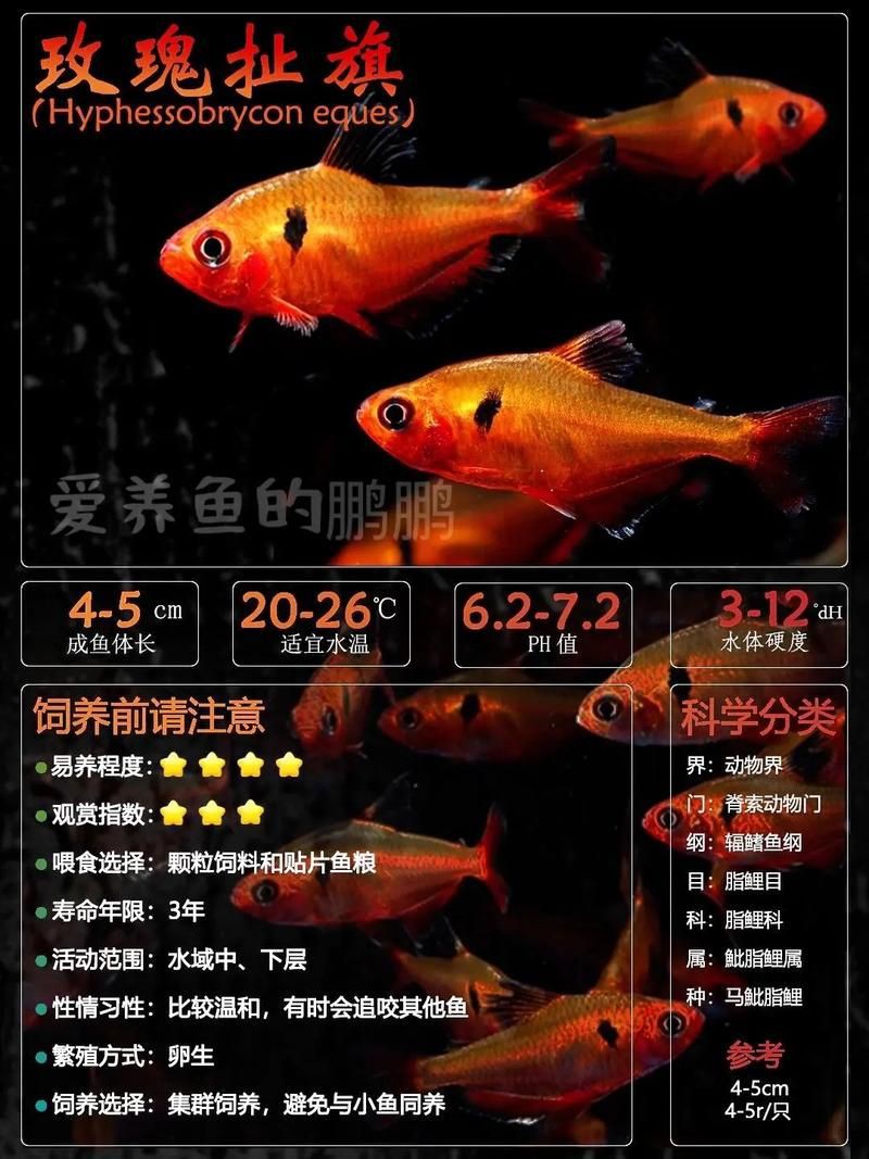 玫瑰丹魚圖片，玫瑰丹是個什么魚