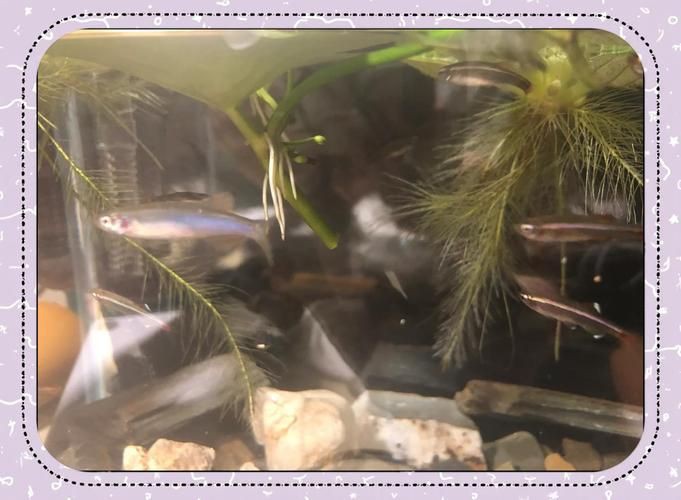 玫瑰丹魚圖片，玫瑰丹是個什么魚