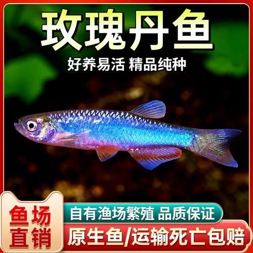 玫瑰丹魚圖片，玫瑰丹是個什么魚