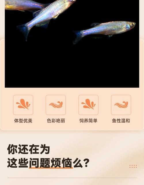 玫瑰丹魚圖片，玫瑰丹是個什么魚