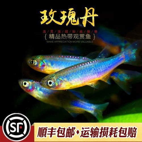 玫瑰丹魚圖片，玫瑰丹是個什么魚