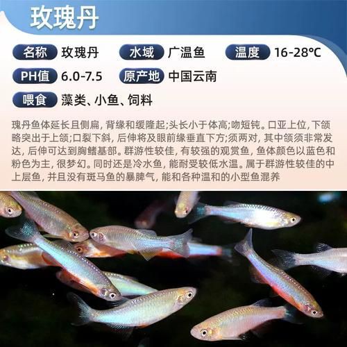 玫瑰丹魚圖片，玫瑰丹是個什么魚