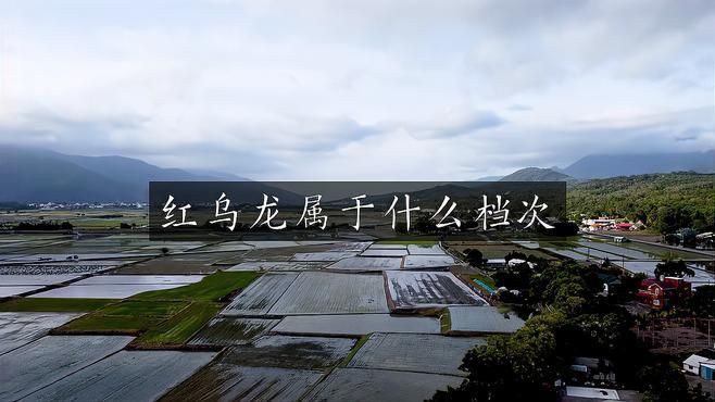 紅烏龍是什么茶，紅烏龍是2008年由臺灣茶業改良場創制的創新型烏龍茶