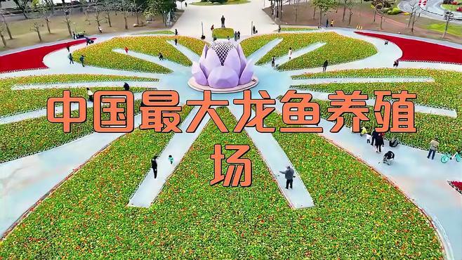 中國龍魚養(yǎng)殖場有哪些？，中國最大龍魚養(yǎng)殖場