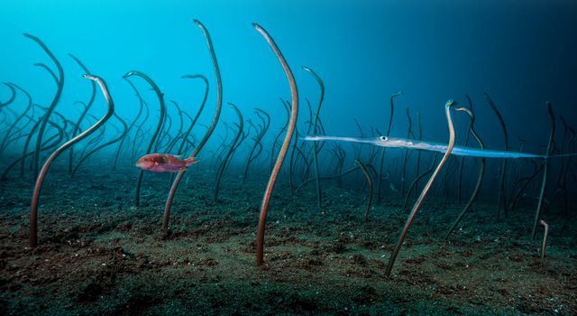 博特水泵控制器說(shuō)明書圖解視頻(博特水泵調(diào)節(jié)視頻)