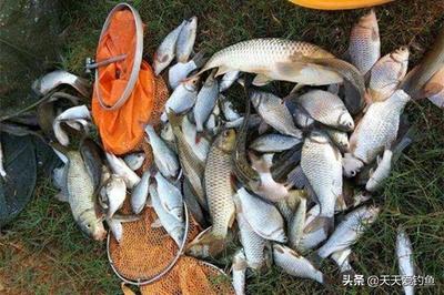 虎魚和龍魚混養(yǎng)好嗎圖片(虎魚和龍魚混養(yǎng)好嗎圖片對(duì)比)