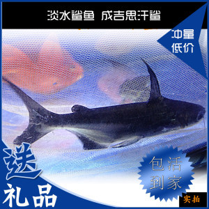 森森龍魚缸質量怎么樣：森森龍魚缸怎么樣
