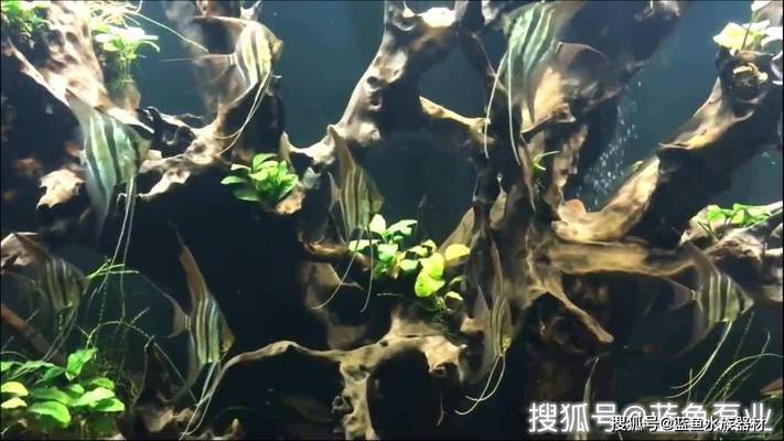 60的魚缸可以養(yǎng)虎魚嗎(60缸養(yǎng)虎魚能養(yǎng)多大)