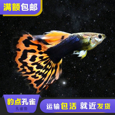 森森水族魚缸廠家地址