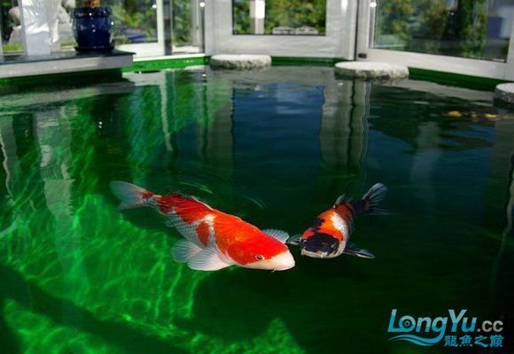 斗魚缸造景30缸好不好：斗魚缸造景的藝術(shù)與科學(xué)