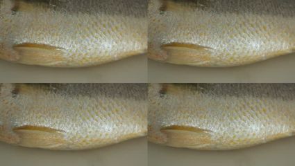 博特拉博士學費每學期(博特拉大學讀博)