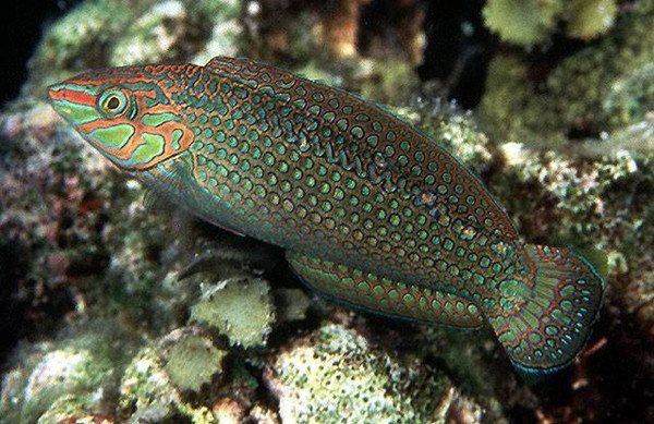 孔雀龍魚，《孔雀龍魚》孔雀龍魚