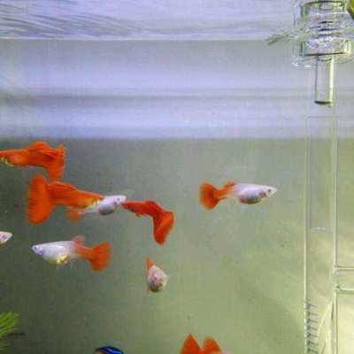 龍魚得寄生蟲能自愈嗎