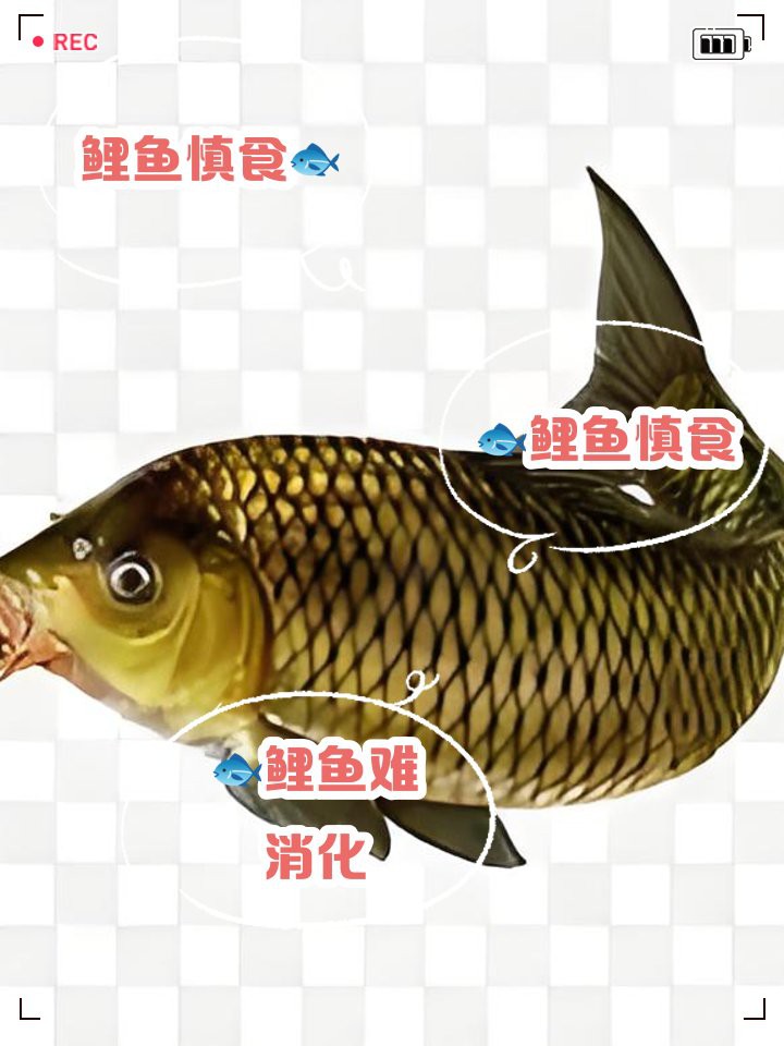 三角鯉為何要盡量少吃，三角鯉的飲食禁忌