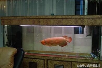 博特拉大學在哪里(博特拉大學在哪里選課)