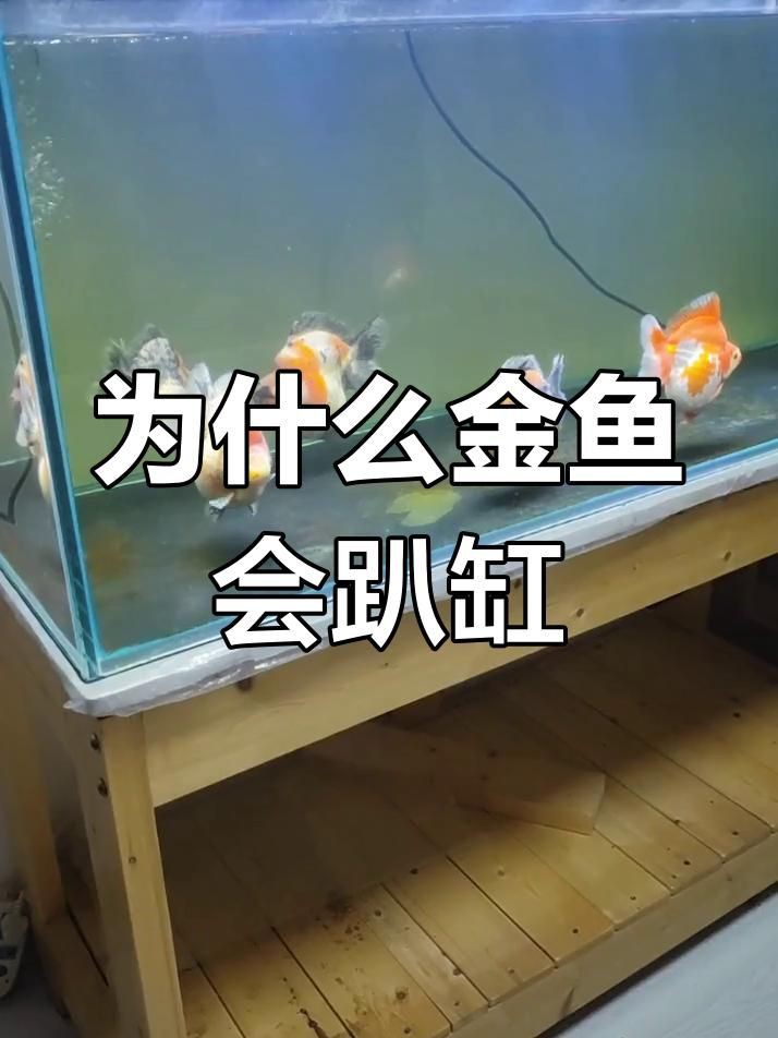 如何判斷金魚趴缸底的原因?,金魚在魚缸底部不動是怎么回事 龍魚百科 第4張 如何判斷金魚趴缸底的原因?,金魚在魚缸底部不動是怎么回事 如何判斷金魚趴缸底的原因?,金魚在魚缸底部不動是怎么回事 龍魚百科 第4張