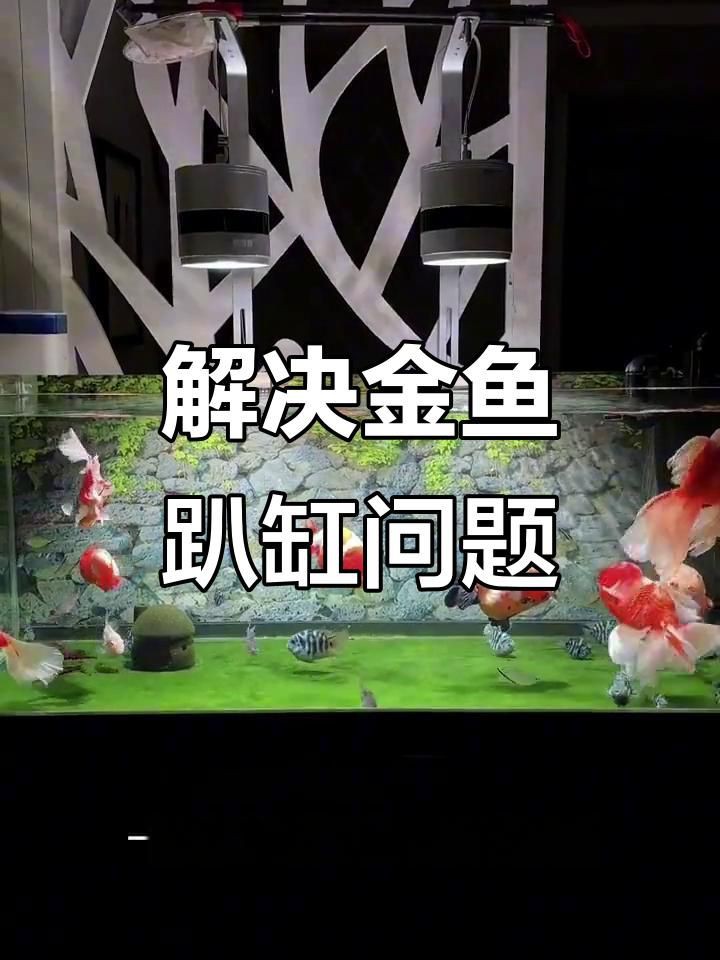 如何判斷金魚趴缸底的原因?,金魚在魚缸底部不動是怎么回事 龍魚百科 第1張 如何判斷金魚趴缸底的原因?,金魚在魚缸底部不動是怎么回事 如何判斷金魚趴缸底的原因?,金魚在魚缸底部不動是怎么回事 龍魚百科 第1張
