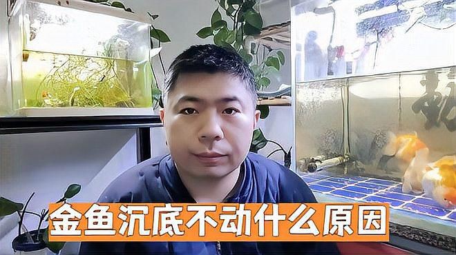 如何判斷金魚趴缸底的原因?,金魚在魚缸底部不動是怎么回事 龍魚百科 第5張 如何判斷金魚趴缸底的原因?,金魚在魚缸底部不動是怎么回事 如何判斷金魚趴缸底的原因?,金魚在魚缸底部不動是怎么回事 龍魚百科 第5張