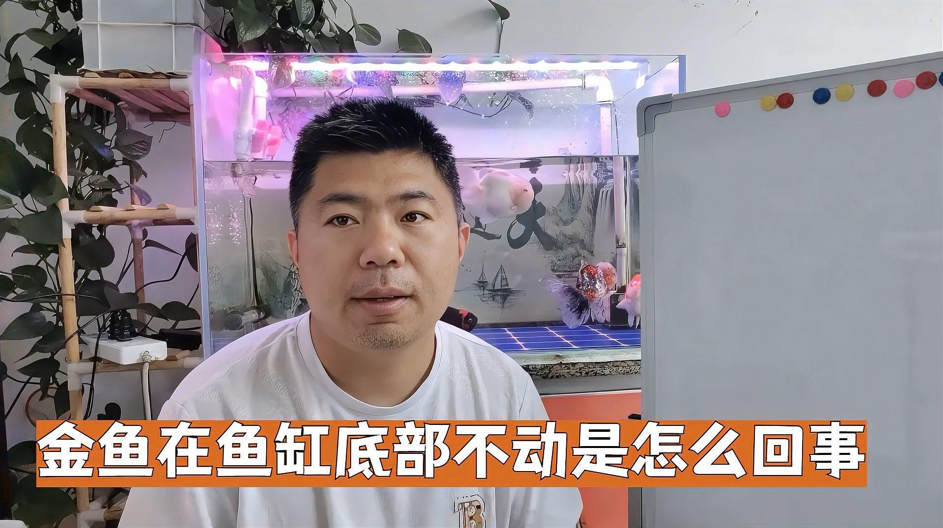 如何判斷金魚趴缸底的原因?,金魚在魚缸底部不動是怎么回事 龍魚百科 第2張 如何判斷金魚趴缸底的原因?,金魚在魚缸底部不動是怎么回事 如何判斷金魚趴缸底的原因?,金魚在魚缸底部不動是怎么回事 龍魚百科 第2張