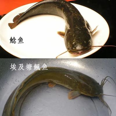養(yǎng)豬鼻龜用什么缸最好(家里魚缸養(yǎng)豬鼻子龜好嗎)