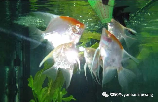 秘魯神仙魚能長多大厘米呢，2019上海水族展上的秘魯神仙魚和埃及神仙魚的區(qū)別