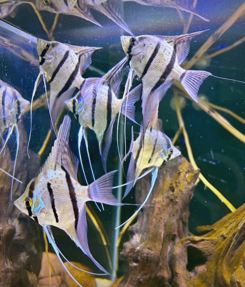 秘魯神仙魚能長多大厘米呢，2019上海水族展上的秘魯神仙魚和埃及神仙魚的區別