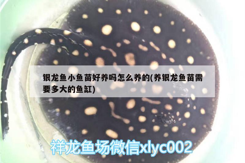 銀龍魚小魚苗好養嗎怎么養的(養銀龍魚苗需要多大的魚缸)