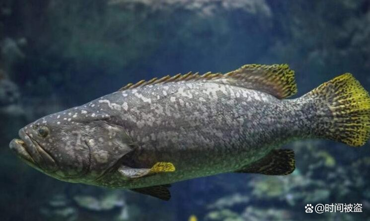 為啥石斑大了之后叫龍躉，\