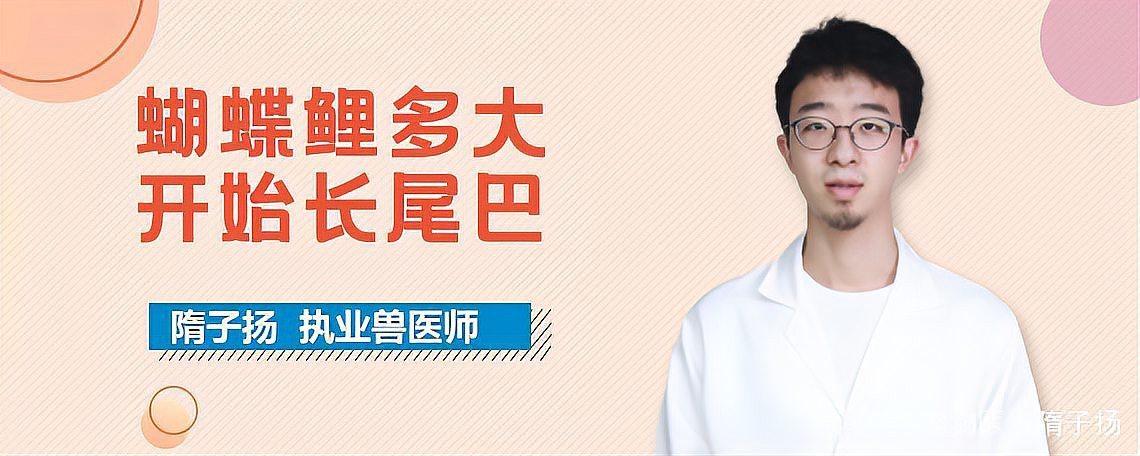 短身蝴蝶鯉多大開始長尾巴，短身蝴蝶鯉多大開始長尾巴發育特征及飼養要點