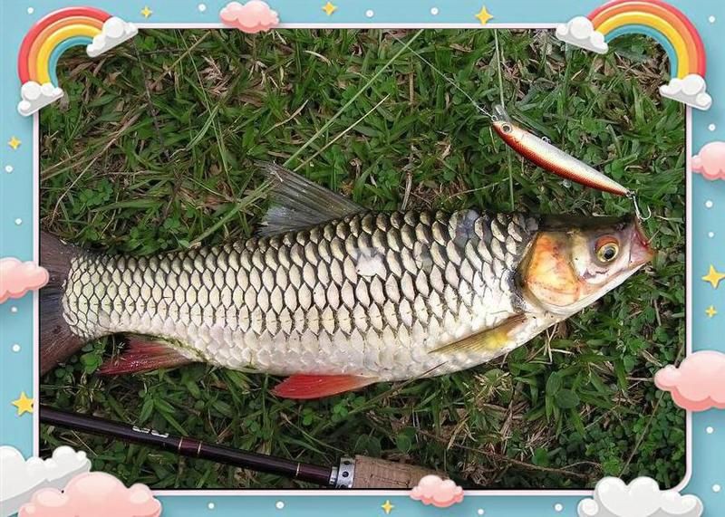 馬來西亞十大名魚的排名規則，濤濤隨記，馬來西亞十大系海魚大揭秘