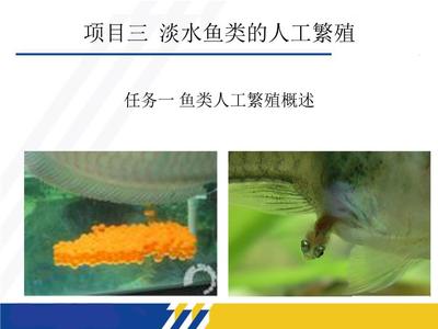 大型魚缸造景簡單嗎：大型魚缸造景方法