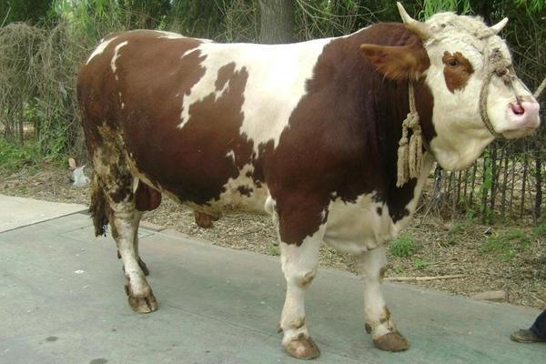 暴藻季節 魟魚百科 第2張 暴藻季節 暴藻季節 魟魚百科 第2張