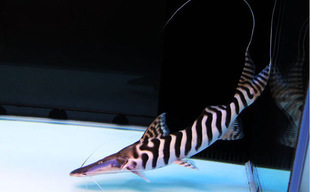 桂魚魚缸怎么養水草視頻教程（松鼠魚怎么切的花刀）