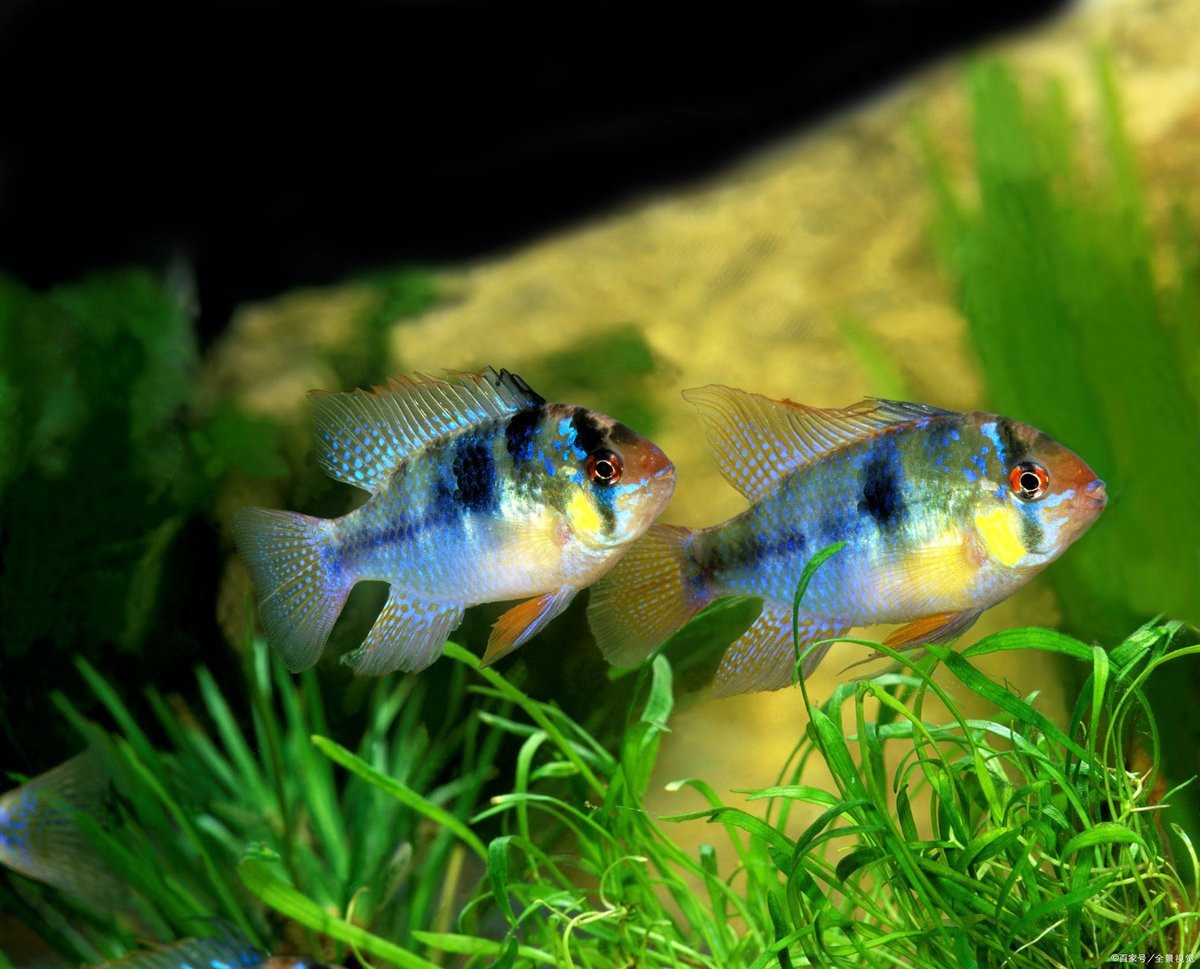 三湖慈鯛十大最漂亮的魚圖片，東非三湖慈鯛的色彩演繹