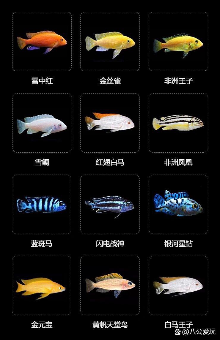 三湖慈鯛十大最漂亮的魚圖片，東非三湖慈鯛的色彩演繹