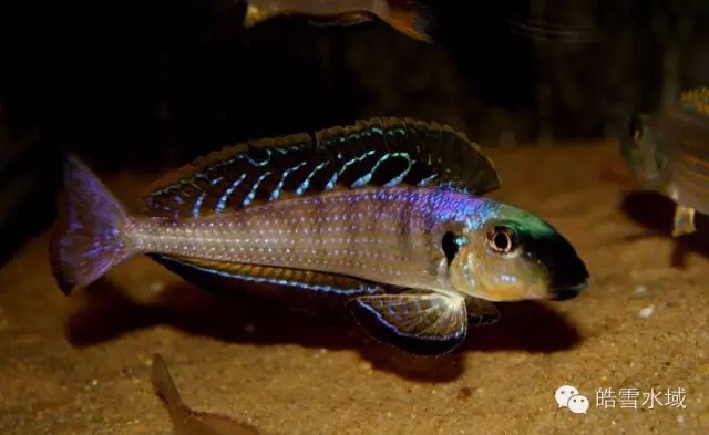 三湖慈鯛十大最漂亮的魚圖片，東非三湖慈鯛的色彩演繹