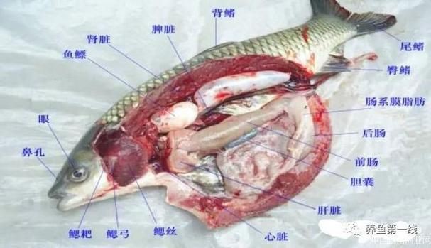 鯉魚的身體結構圖及介紹，鯉魚的身體結構