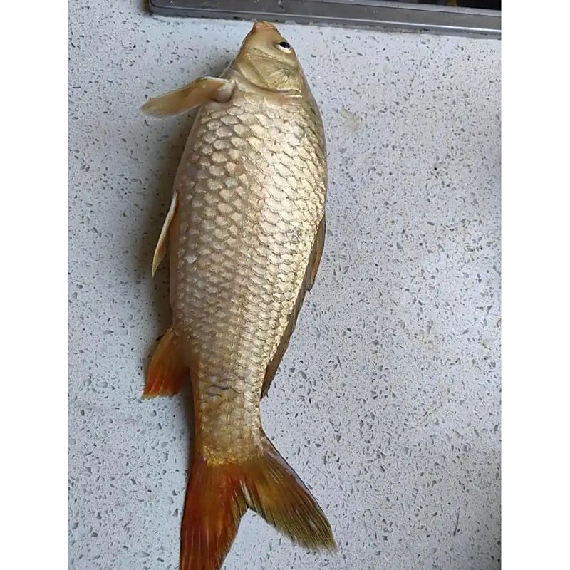 鯉魚的身體結構圖及介紹，鯉魚的身體結構