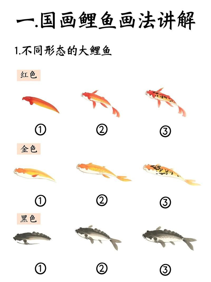 鯉魚的身體結構圖及介紹，鯉魚的身體結構
