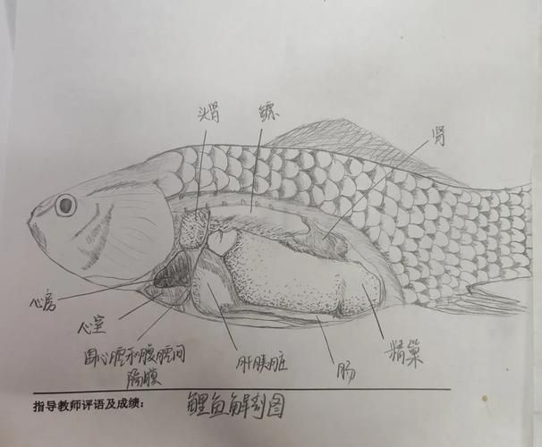 鯉魚的身體結構圖及介紹，鯉魚的身體結構