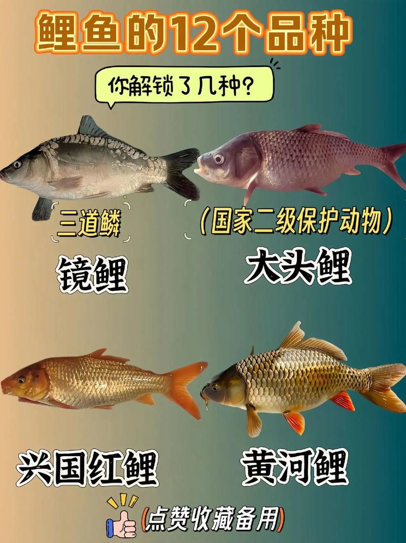 鯉魚的身體結構圖及介紹，鯉魚的身體結構