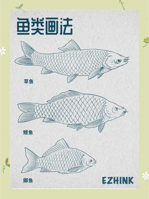 鯉魚的身體結構圖及介紹，鯉魚的身體結構