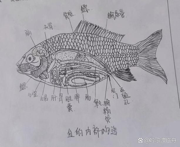 鯉魚的身體結構圖及介紹，鯉魚的身體結構