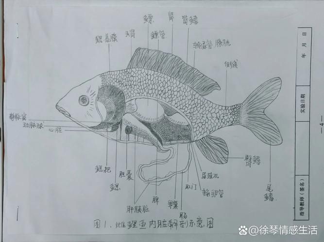 鯉魚的身體結構圖及介紹，鯉魚的身體結構